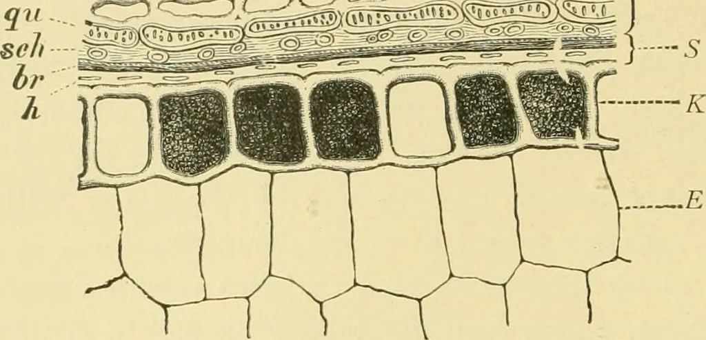 An illustration from The microscopy of vegetable foods, 1906, leaf 87