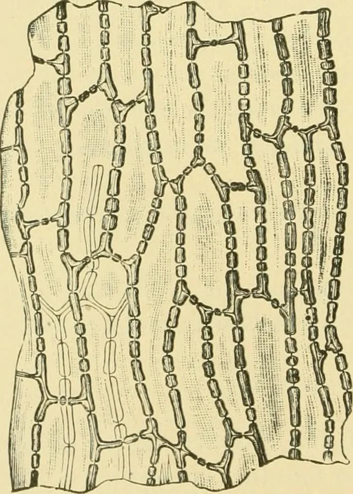 An illustration from The microscopy of vegetable foods, 1906, leaf 87