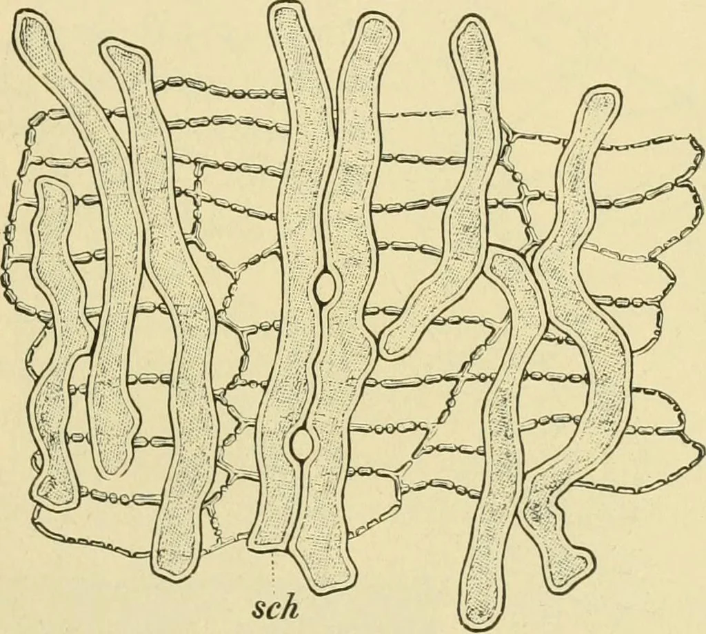 An illustration from The microscopy of vegetable foods, 1906, leaf 88