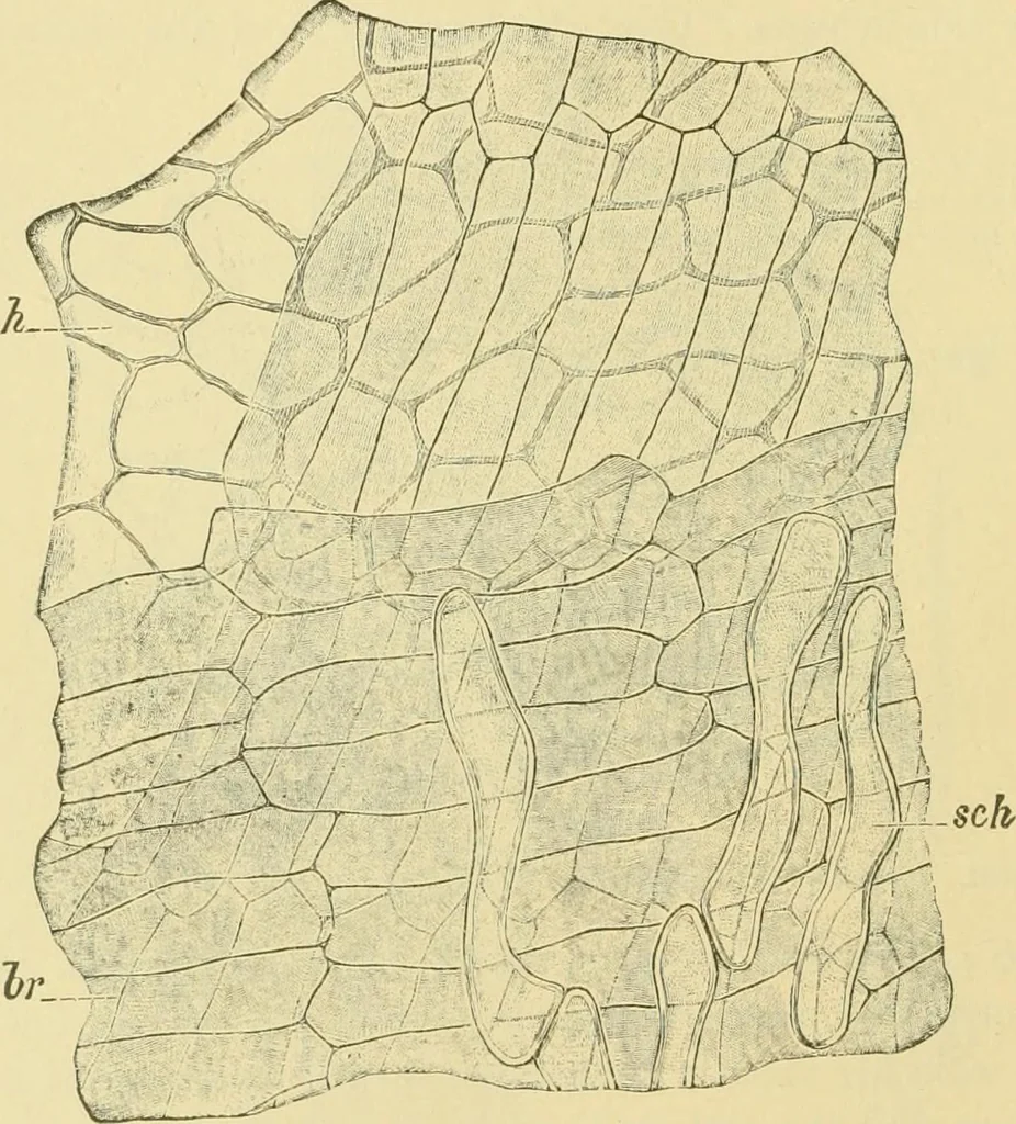 An illustration from The microscopy of vegetable foods, 1906, leaf 89