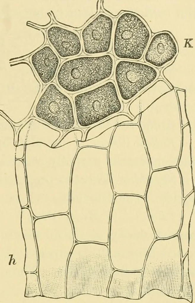 An illustration from The microscopy of vegetable foods, 1906, leaf 90