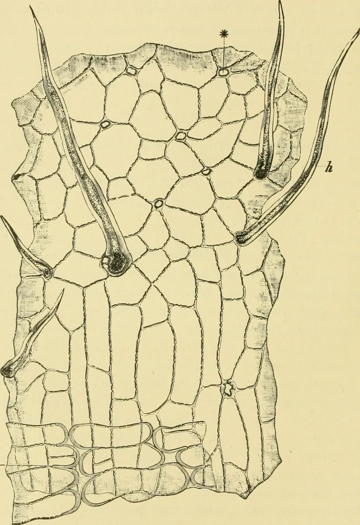 An illustration from The microscopy of vegetable foods, 1906, leaf 99
