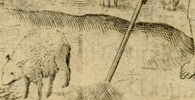An illustration from Mikrokósmos = Paruus mundus, 1610, leaf 151