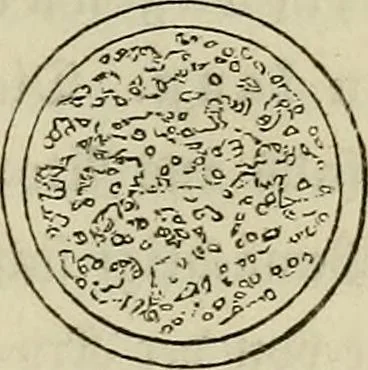 An illustration from Mikroskopische Bilder : Naturansichten aus dem kleinsten Raume ; ein Gemälde des Mikrokosmus in seinen Gestalten und Gesetzen, 1853, leaf 130