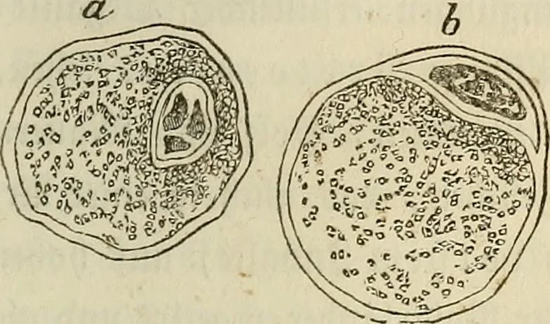 An illustration from Mikroskopische Bilder : Naturansichten aus dem kleinsten Raume ; ein Gemälde des Mikrokosmus in seinen Gestalten und Gesetzen, 1853, leaf 136