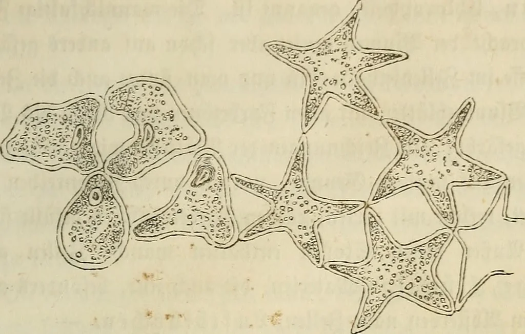 An illustration from Mikroskopische Bilder : Naturansichten aus dem kleinsten Raume ; ein Gemälde des Mikrokosmus in seinen Gestalten und Gesetzen, 1853, leaf 142