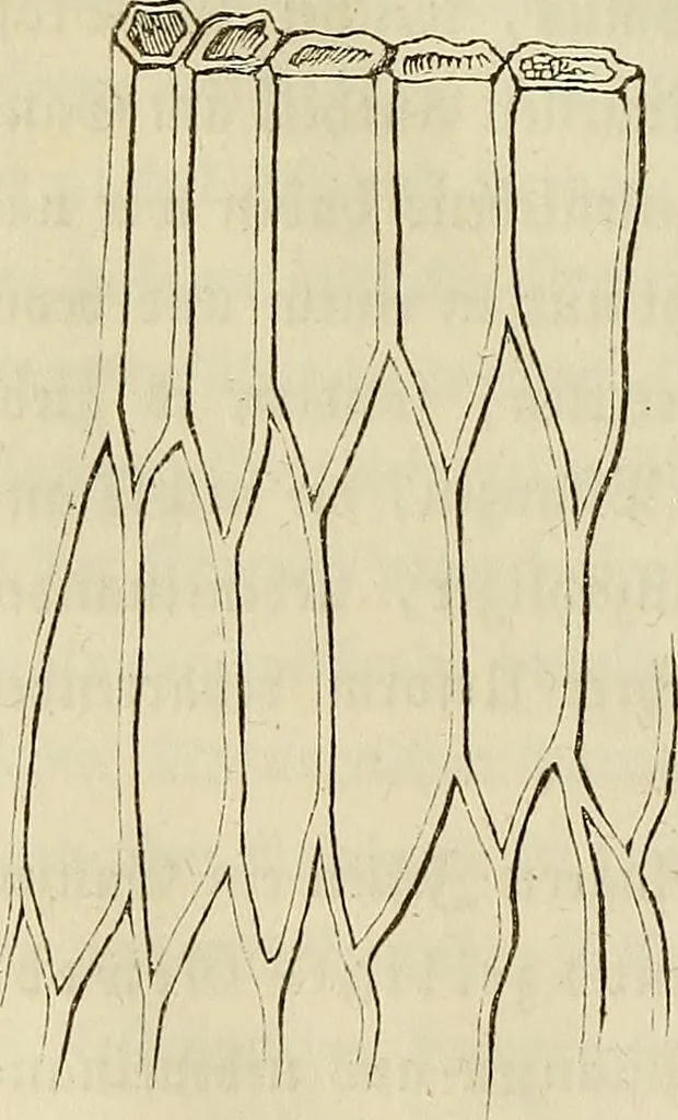 An illustration from Mikroskopische Bilder : Naturansichten aus dem kleinsten Raume ; ein Gemälde des Mikrokosmus in seinen Gestalten und Gesetzen, 1853, leaf 145
