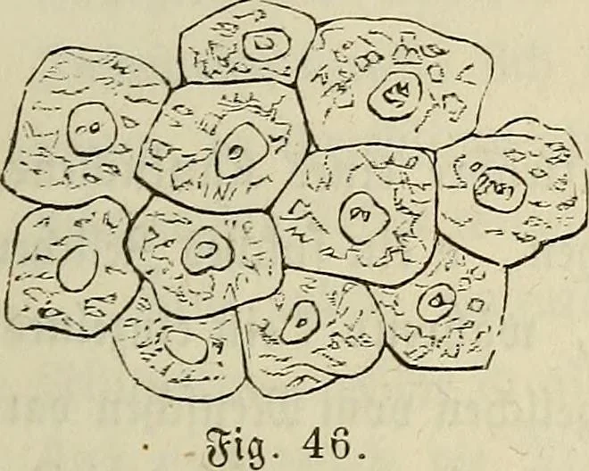 An illustration from Mikroskopische Bilder : Naturansichten aus dem kleinsten Raume ; ein Gemälde des Mikrokosmus in seinen Gestalten und Gesetzen, 1853, leaf 168
