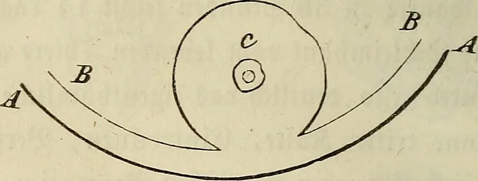 An illustration from Mikroskopische Bilder : Naturansichten aus dem kleinsten Raume ; ein Gemälde des Mikrokosmus in seinen Gestalten und Gesetzen, 1853, leaf 171