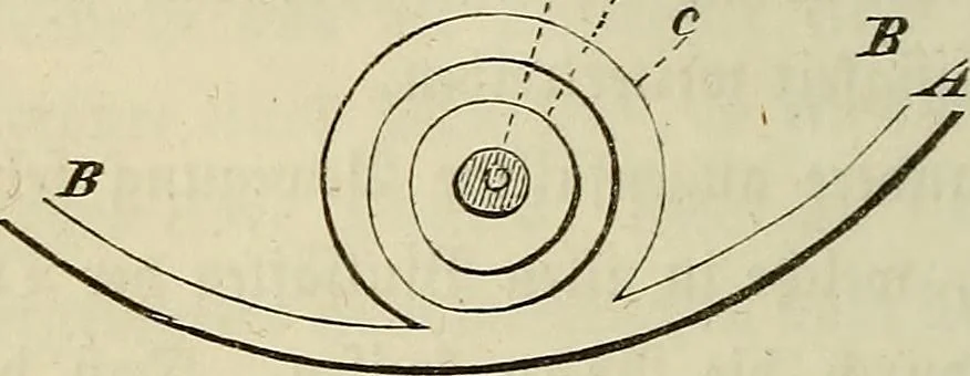An illustration from Mikroskopische Bilder : Naturansichten aus dem kleinsten Raume ; ein Gemälde des Mikrokosmus in seinen Gestalten und Gesetzen, 1853, leaf 171