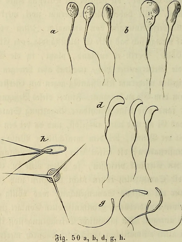 An illustration from Mikroskopische Bilder : Naturansichten aus dem kleinsten Raume ; ein Gemälde des Mikrokosmus in seinen Gestalten und Gesetzen, 1853, leaf 173