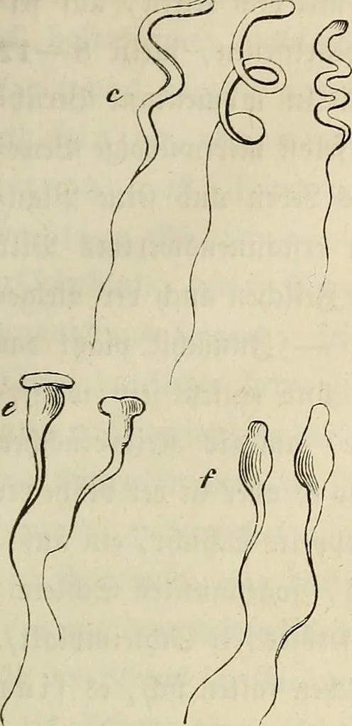 An illustration from Mikroskopische Bilder : Naturansichten aus dem kleinsten Raume ; ein Gemälde des Mikrokosmus in seinen Gestalten und Gesetzen, 1853, leaf 174
