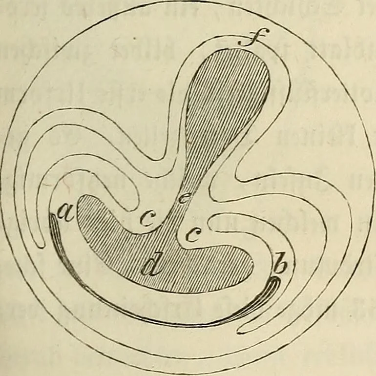 An illustration from Mikroskopische Bilder : Naturansichten aus dem kleinsten Raume ; ein Gemälde des Mikrokosmus in seinen Gestalten und Gesetzen, 1853, leaf 176