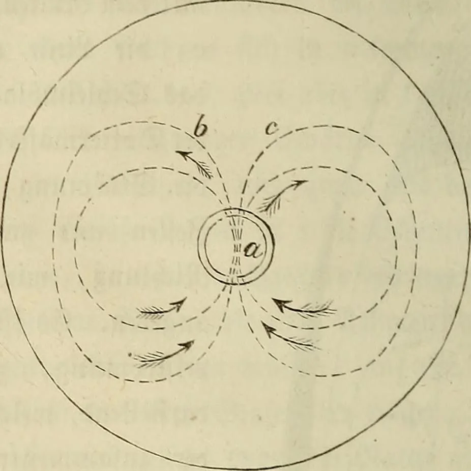 An illustration from Mikroskopische Bilder : Naturansichten aus dem kleinsten Raume ; ein Gemälde des Mikrokosmus in seinen Gestalten und Gesetzen, 1853, leaf 179