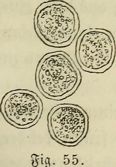 An illustration from Mikroskopische Bilder : Naturansichten aus dem kleinsten Raume ; ein Gemälde des Mikrokosmus in seinen Gestalten und Gesetzen, 1853, leaf 180