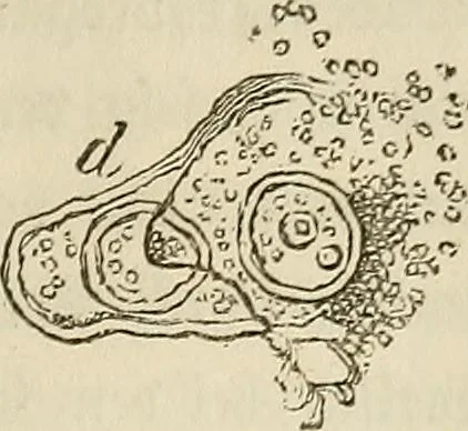 An illustration from Mikroskopische Bilder : Naturansichten aus dem kleinsten Raume ; ein Gemälde des Mikrokosmus in seinen Gestalten und Gesetzen, 1853, leaf 182