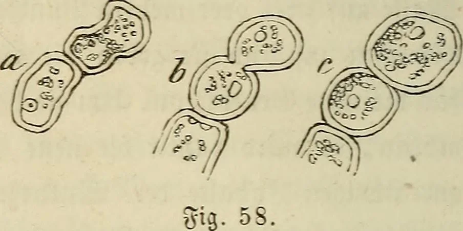 An illustration from Mikroskopische Bilder : Naturansichten aus dem kleinsten Raume ; ein Gemälde des Mikrokosmus in seinen Gestalten und Gesetzen, 1853, leaf 183