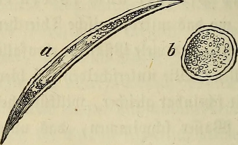 An illustration from Mikroskopische Bilder : Naturansichten aus dem kleinsten Raume ; ein Gemälde des Mikrokosmus in seinen Gestalten und Gesetzen, 1853, leaf 201
