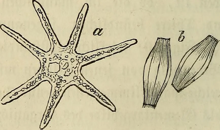 An illustration from Mikroskopische Bilder : Naturansichten aus dem kleinsten Raume ; ein Gemälde des Mikrokosmus in seinen Gestalten und Gesetzen, 1853, leaf 201