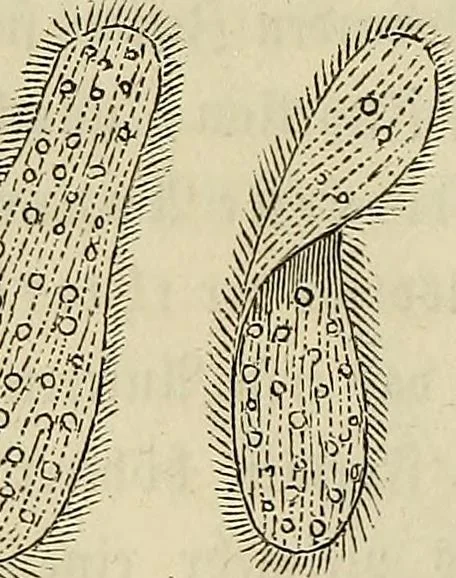 An illustration from Mikroskopische Bilder : Naturansichten aus dem kleinsten Raume ; ein Gemälde des Mikrokosmus in seinen Gestalten und Gesetzen, 1853, leaf 203