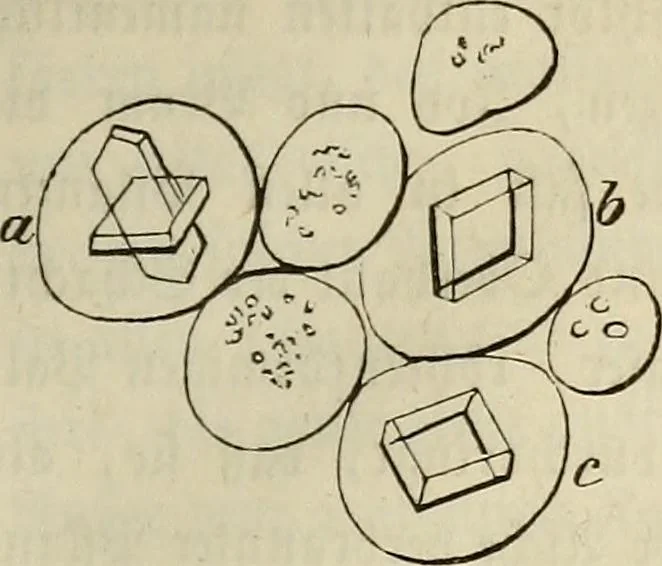 An illustration from Mikroskopische Bilder : Naturansichten aus dem kleinsten Raume ; ein Gemälde des Mikrokosmus in seinen Gestalten und Gesetzen, 1853, leaf 210