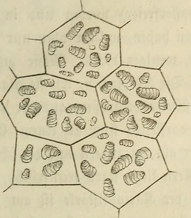 An illustration from Mikroskopische Bilder : Naturansichten aus dem kleinsten Raume ; ein Gemälde des Mikrokosmus in seinen Gestalten und Gesetzen, 1853, leaf 214