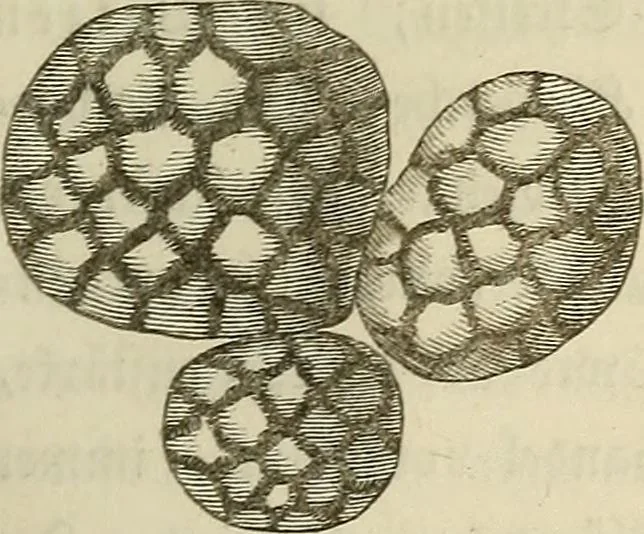 An illustration from Mikroskopische Bilder : Naturansichten aus dem kleinsten Raume ; ein Gemälde des Mikrokosmus in seinen Gestalten und Gesetzen, 1853, leaf 214