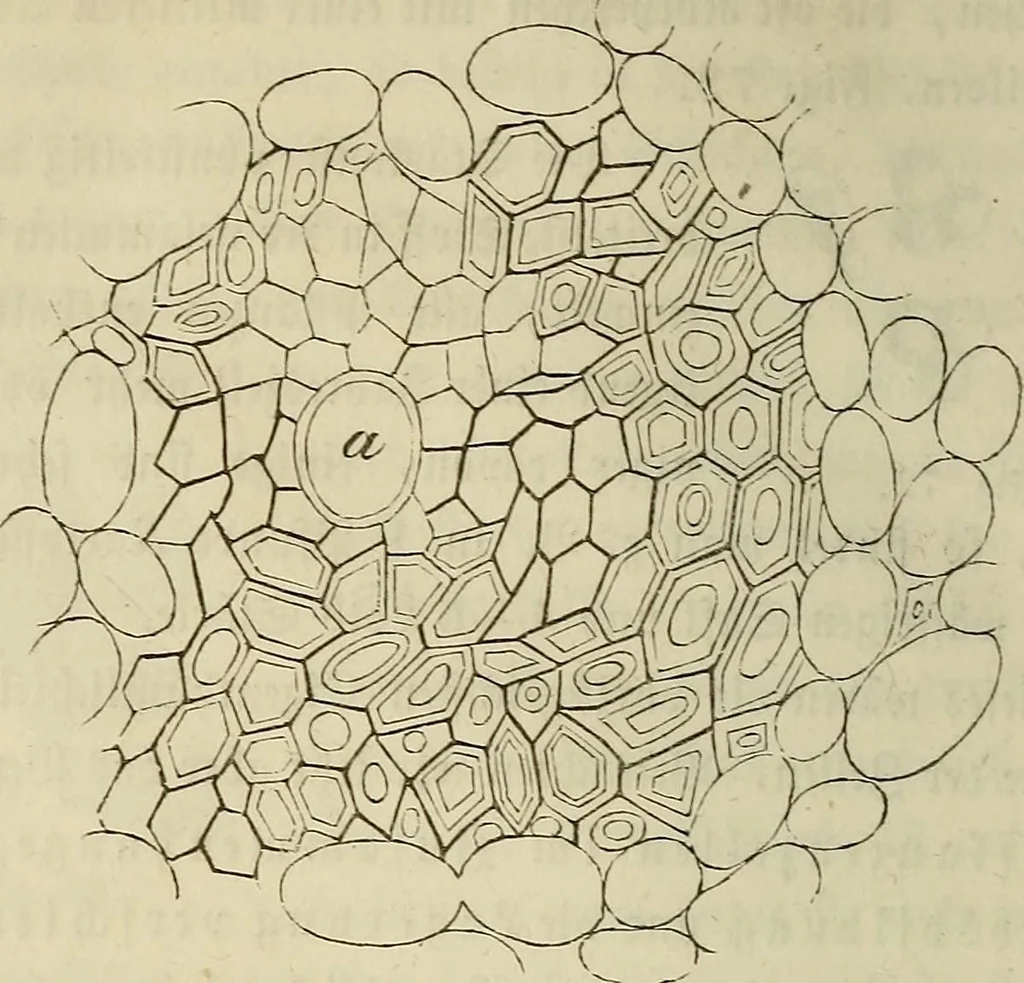 An illustration from Mikroskopische Bilder : Naturansichten aus dem kleinsten Raume ; ein Gemälde des Mikrokosmus in seinen Gestalten und Gesetzen, 1853, leaf 217