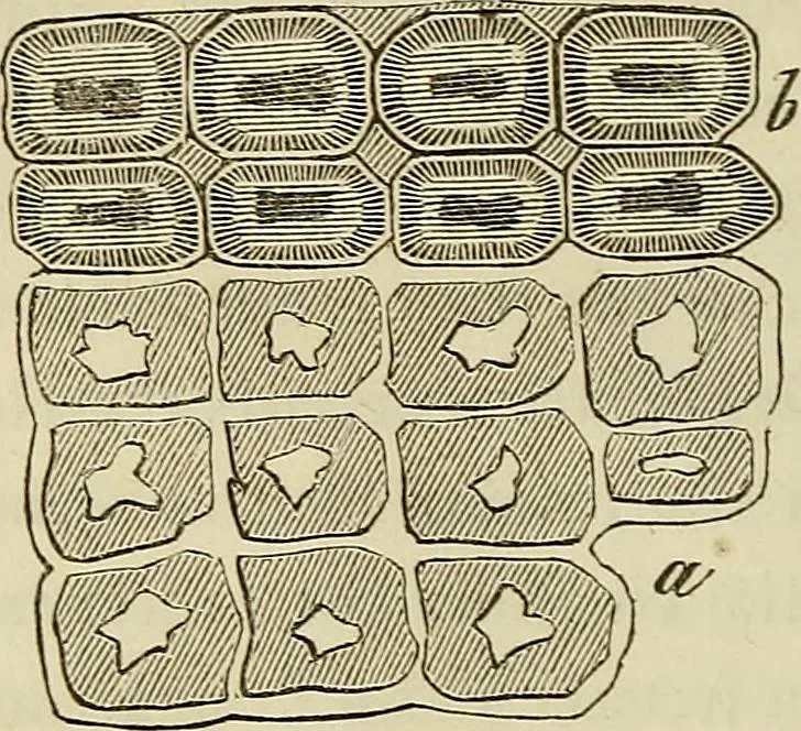 An illustration from Mikroskopische Bilder : Naturansichten aus dem kleinsten Raume ; ein Gemälde des Mikrokosmus in seinen Gestalten und Gesetzen, 1853, leaf 219