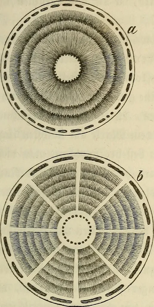 An illustration from Mikroskopische Bilder : Naturansichten aus dem kleinsten Raume ; ein Gemälde des Mikrokosmus in seinen Gestalten und Gesetzen, 1853, leaf 220