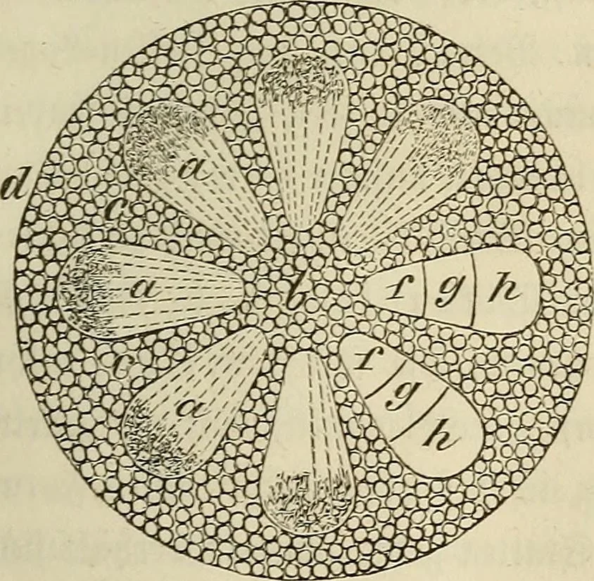 An illustration from Mikroskopische Bilder : Naturansichten aus dem kleinsten Raume ; ein Gemälde des Mikrokosmus in seinen Gestalten und Gesetzen, 1853, leaf 220