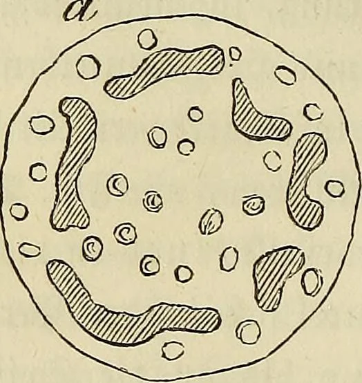 An illustration from Mikroskopische Bilder : Naturansichten aus dem kleinsten Raume ; ein Gemälde des Mikrokosmus in seinen Gestalten und Gesetzen, 1853, leaf 223