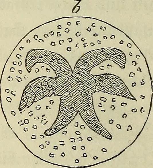 An illustration from Mikroskopische Bilder : Naturansichten aus dem kleinsten Raume ; ein Gemälde des Mikrokosmus in seinen Gestalten und Gesetzen, 1853, leaf 223