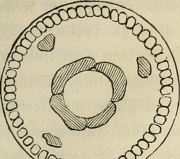 An illustration from Mikroskopische Bilder : Naturansichten aus dem kleinsten Raume ; ein Gemälde des Mikrokosmus in seinen Gestalten und Gesetzen, 1853, leaf 224