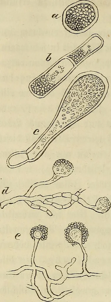 An illustration from Mikroskopische Bilder : Naturansichten aus dem kleinsten Raume ; ein Gemälde des Mikrokosmus in seinen Gestalten und Gesetzen, 1853, leaf 227