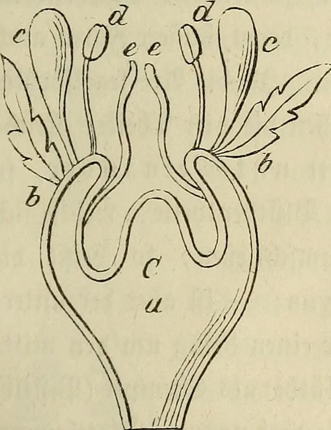 An illustration from Mikroskopische Bilder : Naturansichten aus dem kleinsten Raume ; ein Gemälde des Mikrokosmus in seinen Gestalten und Gesetzen, 1853, leaf 228