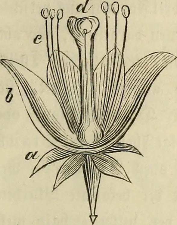An illustration from Mikroskopische Bilder : Naturansichten aus dem kleinsten Raume ; ein Gemälde des Mikrokosmus in seinen Gestalten und Gesetzen, 1853, leaf 230