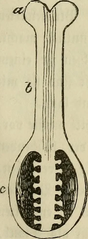 An illustration from Mikroskopische Bilder : Naturansichten aus dem kleinsten Raume ; ein Gemälde des Mikrokosmus in seinen Gestalten und Gesetzen, 1853, leaf 230