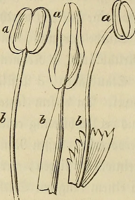 An illustration from Mikroskopische Bilder : Naturansichten aus dem kleinsten Raume ; ein Gemälde des Mikrokosmus in seinen Gestalten und Gesetzen, 1853, leaf 231