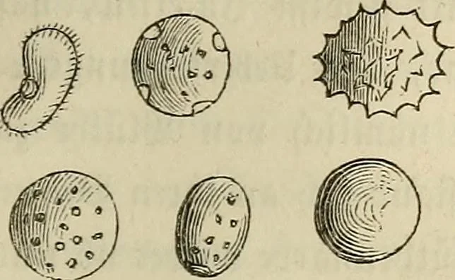 An illustration from Mikroskopische Bilder : Naturansichten aus dem kleinsten Raume ; ein Gemälde des Mikrokosmus in seinen Gestalten und Gesetzen, 1853, leaf 232