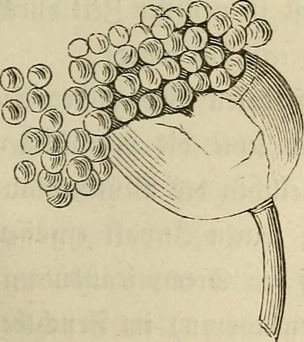 An illustration from Mikroskopische Bilder : Naturansichten aus dem kleinsten Raume ; ein Gemälde des Mikrokosmus in seinen Gestalten und Gesetzen, 1853, leaf 232