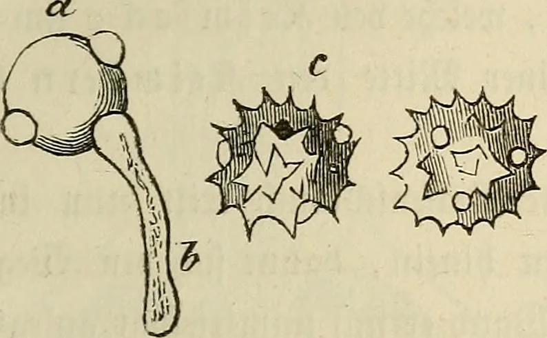 An illustration from Mikroskopische Bilder : Naturansichten aus dem kleinsten Raume ; ein Gemälde des Mikrokosmus in seinen Gestalten und Gesetzen, 1853, leaf 234