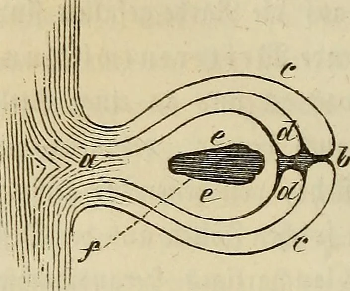 An illustration from Mikroskopische Bilder : Naturansichten aus dem kleinsten Raume ; ein Gemälde des Mikrokosmus in seinen Gestalten und Gesetzen, 1853, leaf 235