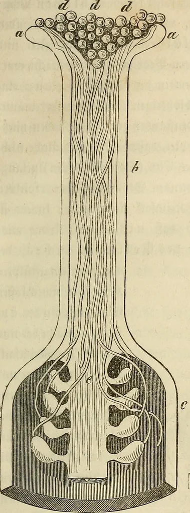 An illustration from Mikroskopische Bilder : Naturansichten aus dem kleinsten Raume ; ein Gemälde des Mikrokosmus in seinen Gestalten und Gesetzen, 1853, leaf 236