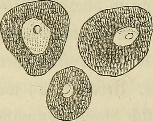 An illustration from Mikroskopische Bilder : Naturansichten aus dem kleinsten Raume ; ein Gemälde des Mikrokosmus in seinen Gestalten und Gesetzen, 1853, leaf 245