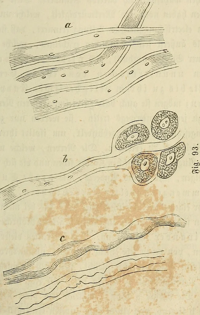 An illustration from Mikroskopische Bilder : Naturansichten aus dem kleinsten Raume ; ein Gemälde des Mikrokosmus in seinen Gestalten und Gesetzen, 1853, leaf 246