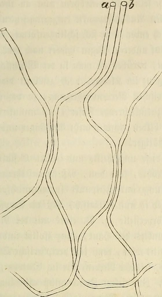 An illustration from Mikroskopische Bilder : Naturansichten aus dem kleinsten Raume ; ein Gemälde des Mikrokosmus in seinen Gestalten und Gesetzen, 1853, leaf 248