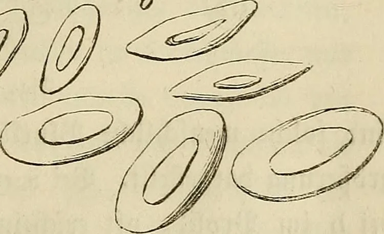 An illustration from Mikroskopische Bilder : Naturansichten aus dem kleinsten Raume ; ein Gemälde des Mikrokosmus in seinen Gestalten und Gesetzen, 1853, leaf 266