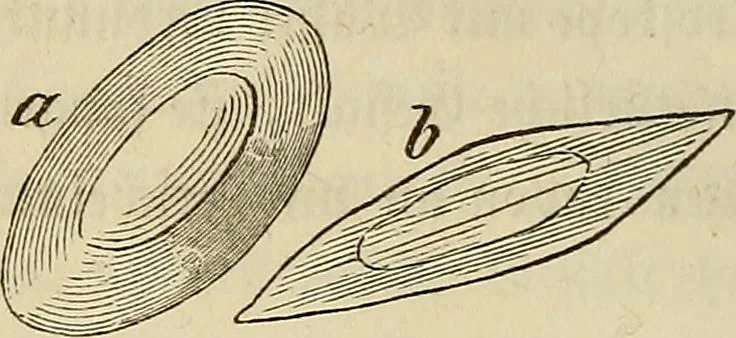 An illustration from Mikroskopische Bilder : Naturansichten aus dem kleinsten Raume ; ein Gemälde des Mikrokosmus in seinen Gestalten und Gesetzen, 1853, leaf 269