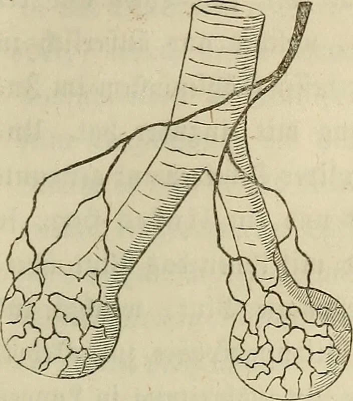 An illustration from Mikroskopische Bilder : Naturansichten aus dem kleinsten Raume ; ein Gemälde des Mikrokosmus in seinen Gestalten und Gesetzen, 1853, leaf 274